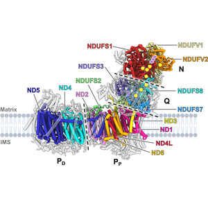 Using cryo-EM to understand the assembly pathway of respiratory complex I