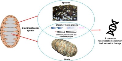 Similar construction of spicules and shell plates: Implications for the origin of chiton biomineralization
