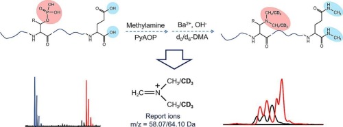 Stable isotope labeling-based two-step derivatization strategy for analysis of Phosphopeptides