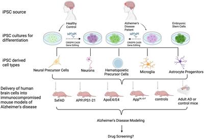 Human stem cell transplantation models of Alzheimer’s disease
