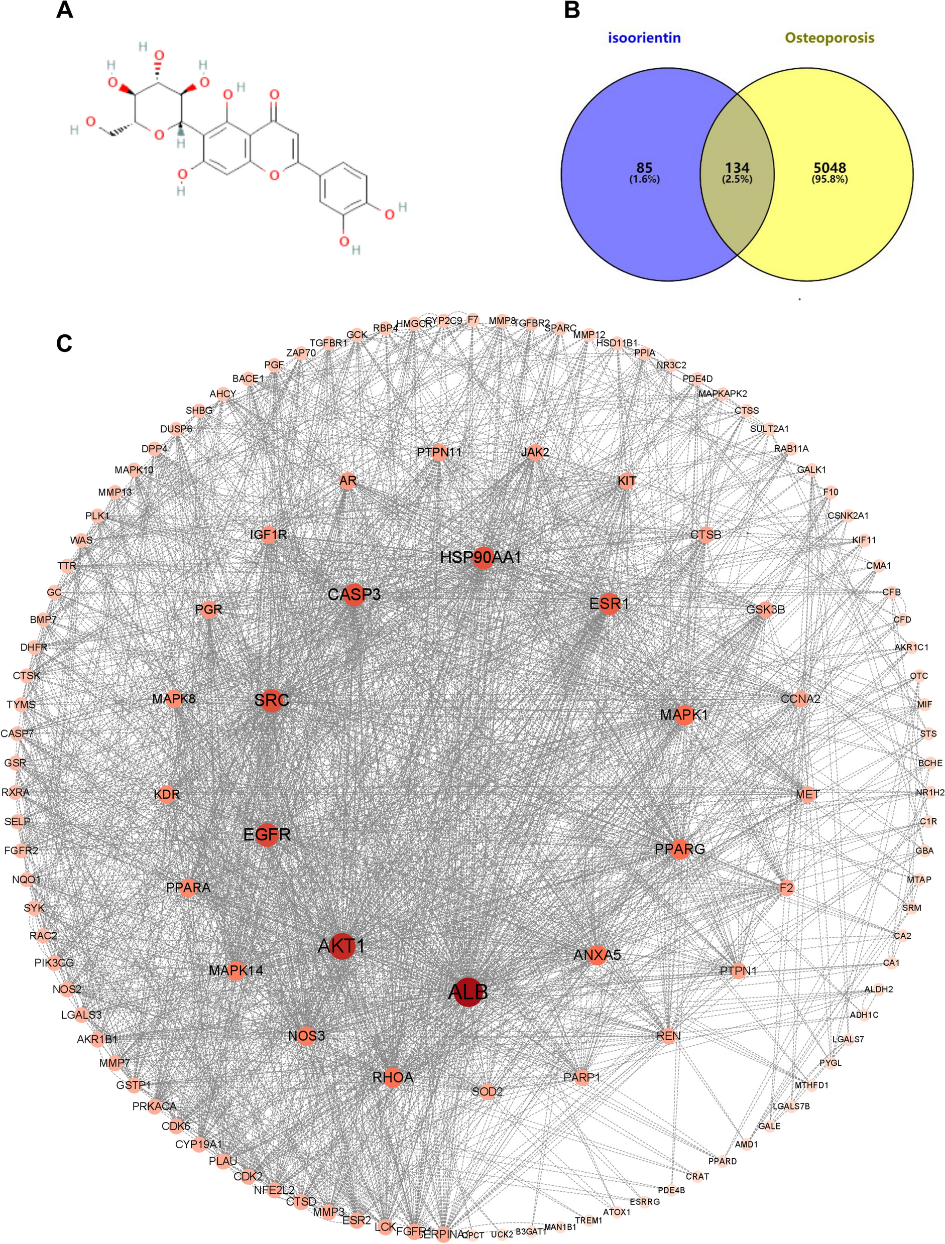 Exploring the therapeutic potential of isoorientin in the treatment of osteoporosis: a study using network pharmacology and experimental validation