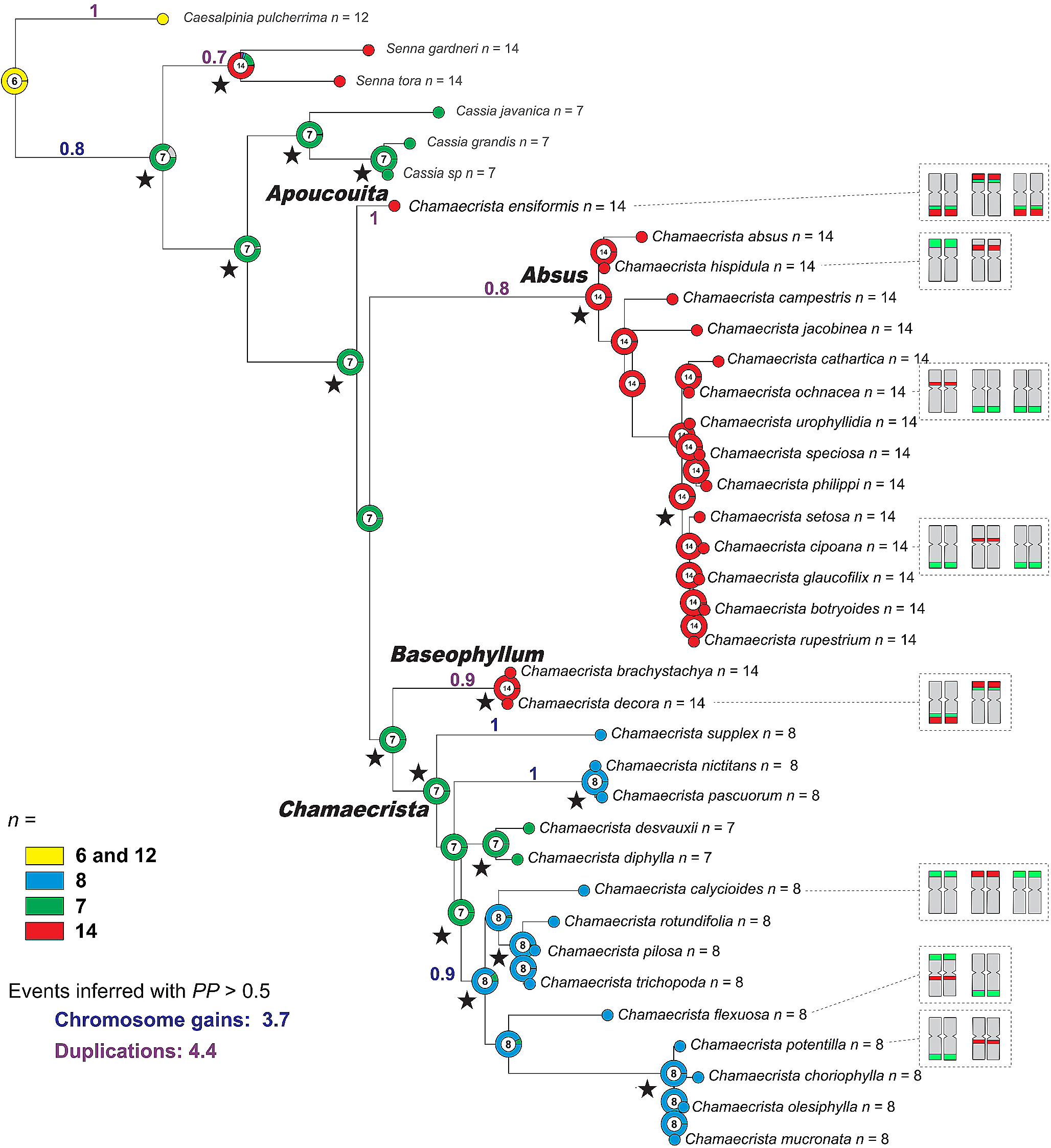 Cytomolecular trends in Chamaecrista Moench (Caesalpinioideae, Leguminosae) diversification