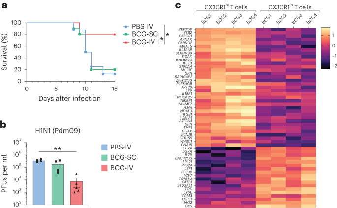 A mechanism for BCG vaccine cross-protection against pulmonary viral infections