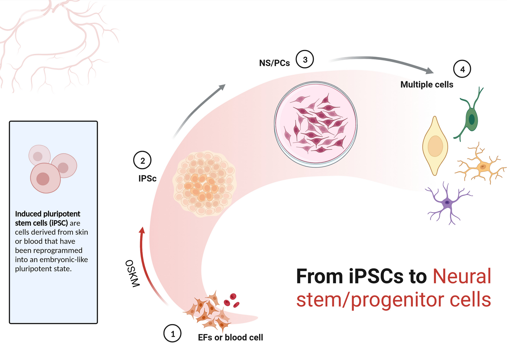 Epigenetic regulation and factors that influence the effect of iPSCs-derived neural stem/progenitor cells (NS/PCs) in the treatment of spinal cord injury