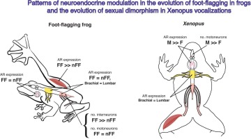 How new communication behaviors evolve: Androgens as modifiers of neuromotor structure and function in foot-flagging frogs