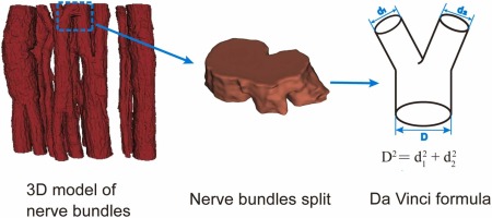 Mathematical Definition and Rules of the Splitting/Merging Patterns in Bundles of Human Peripheral Nerve Segment
