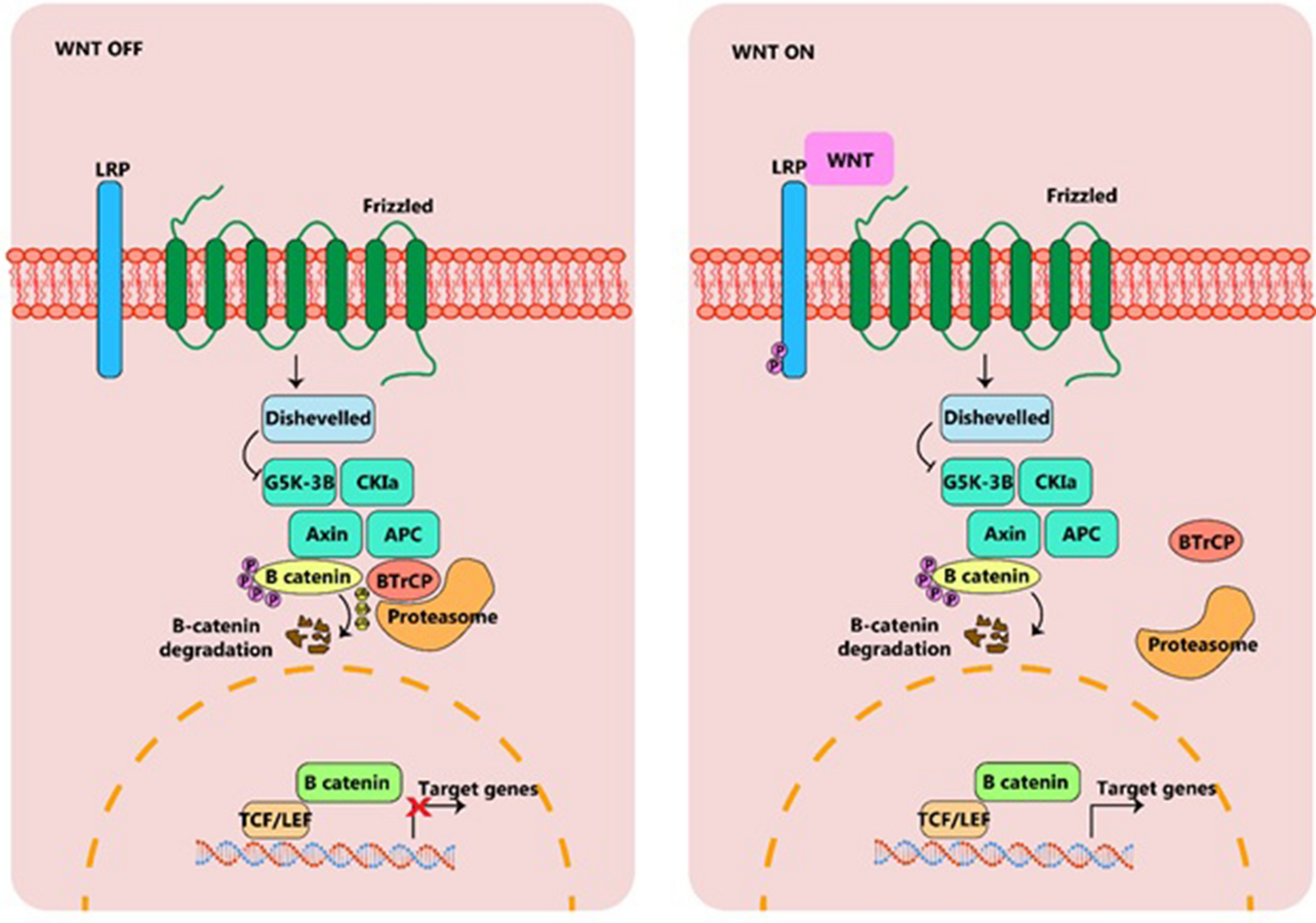 Wnt, notch signaling and exercise: what are their functions?