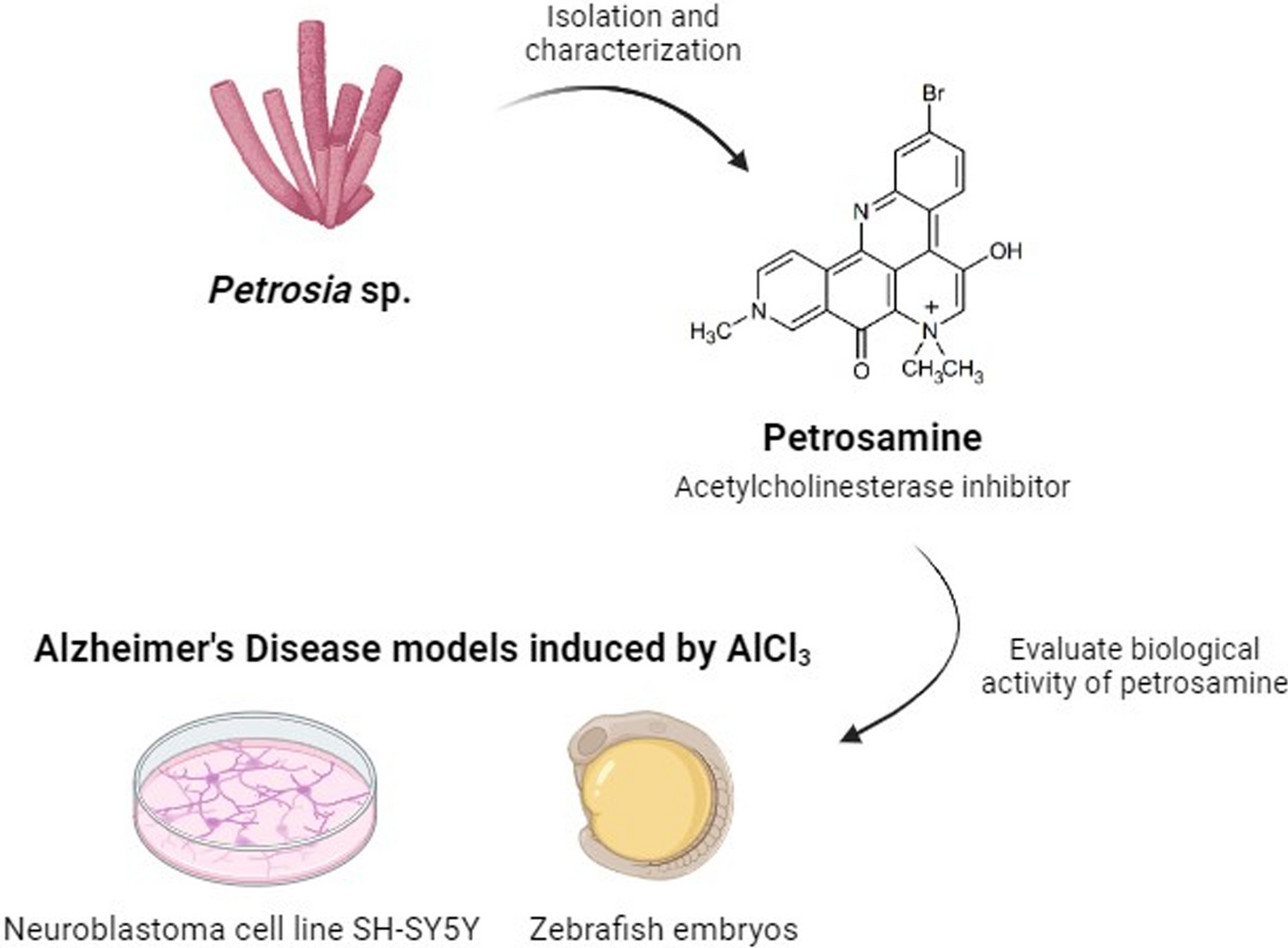 Petrosamine isolated from marine sponge Petrosia sp. demonstrates protection against neurotoxicity in vitro and in vivo
