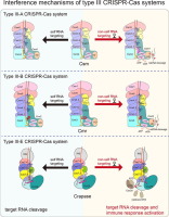 The structural biology of type III CRISPR-Cas systems