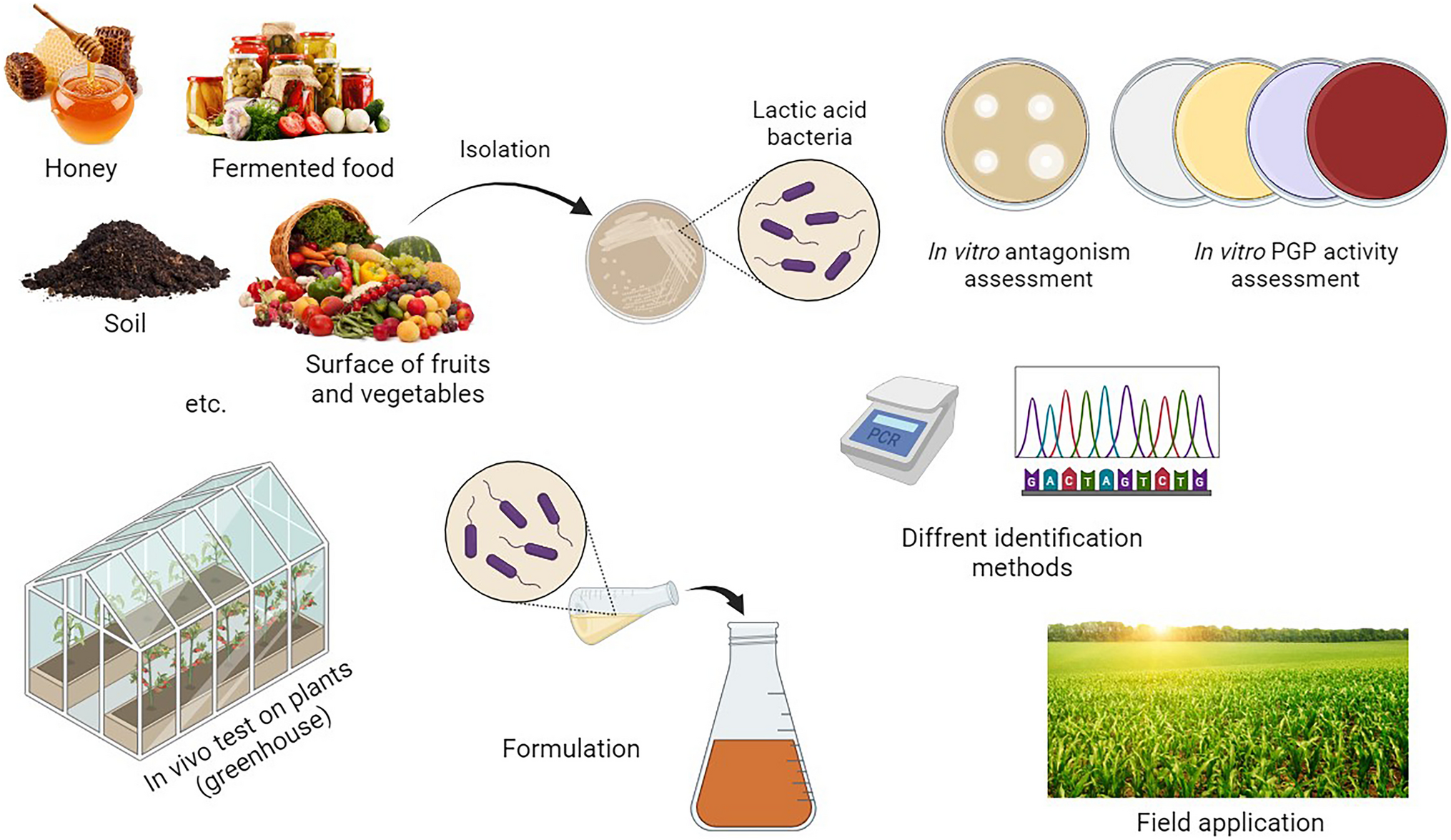 Lactic acid bacteria as an eco-friendly approach in plant production: Current state and prospects