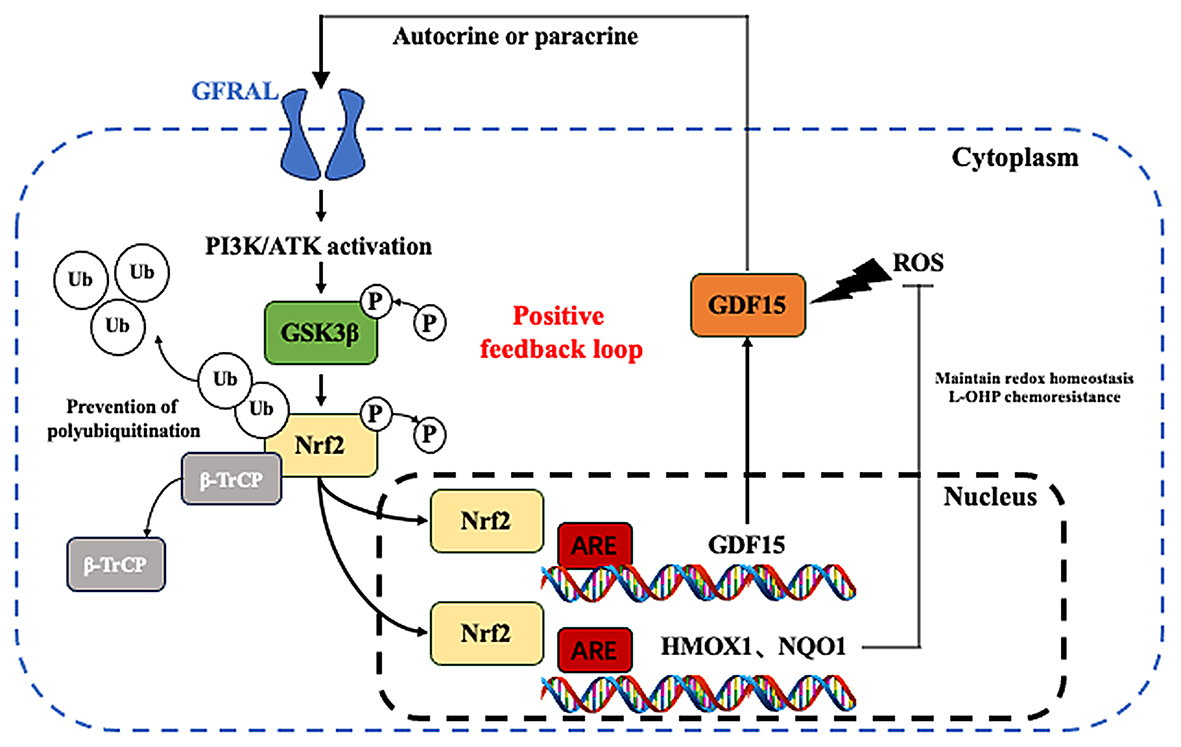 GDF15 induces chemoresistance to oxaliplatin by forming a reciprocal feedback loop with Nrf2 to maintain redox homeostasis in colorectal cancer