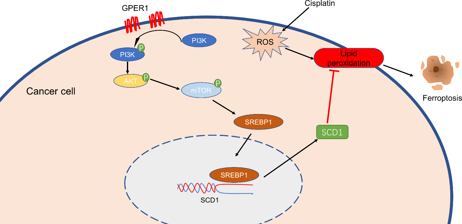 G protein-coupled estrogen receptor activates PI3K/AKT/mTOR signaling to suppress ferroptosis via SREBP1/SCD1-mediated lipogenesis