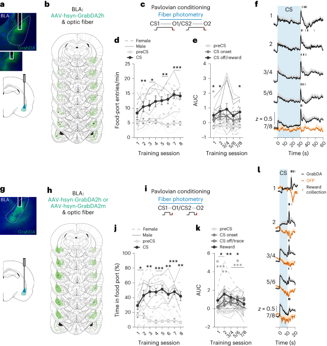 Dopamine projections to the basolateral amygdala drive the encoding of identity-specific reward memories