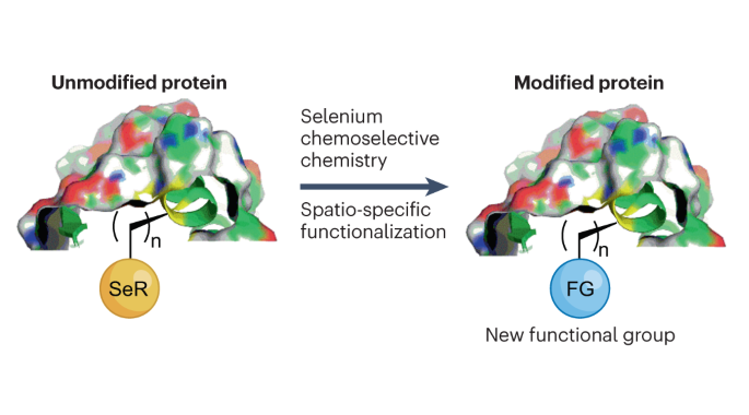 Selenium chemistry for spatio-selective peptide and protein functionalization