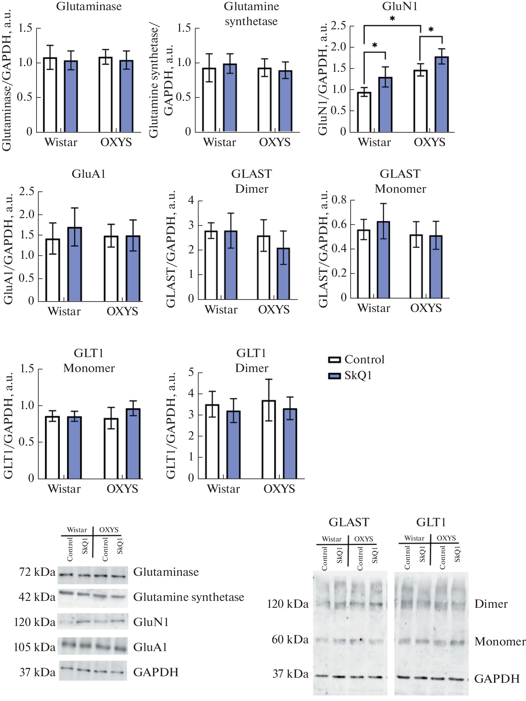 Mitochondrial Antioxidant SkQ1 Affects the GABAergic but Not the Glutamatergic System in the Hippocampus of Wistar and Senescence Accelerated OXYS Rats