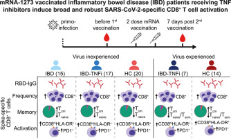 mRNA-1273 vaccinated inflammatory bowel disease patients receiving TNF inhibitors develop broad and robust SARS-CoV-2-specific CD8+ T cell responses