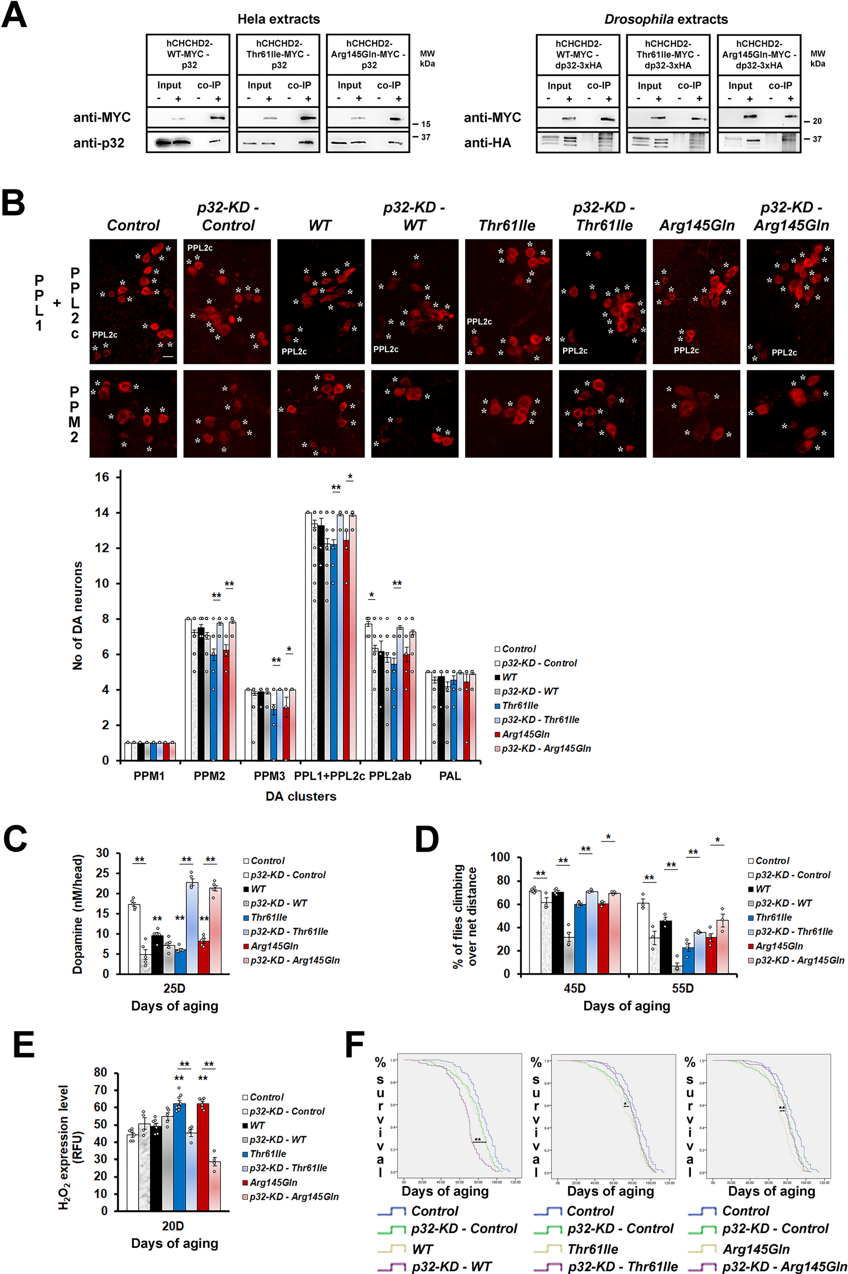 Genetic and pharmacologic p32-inhibition rescue CHCHD2-linked Parkinson’s disease phenotypes in vivo and in cell models