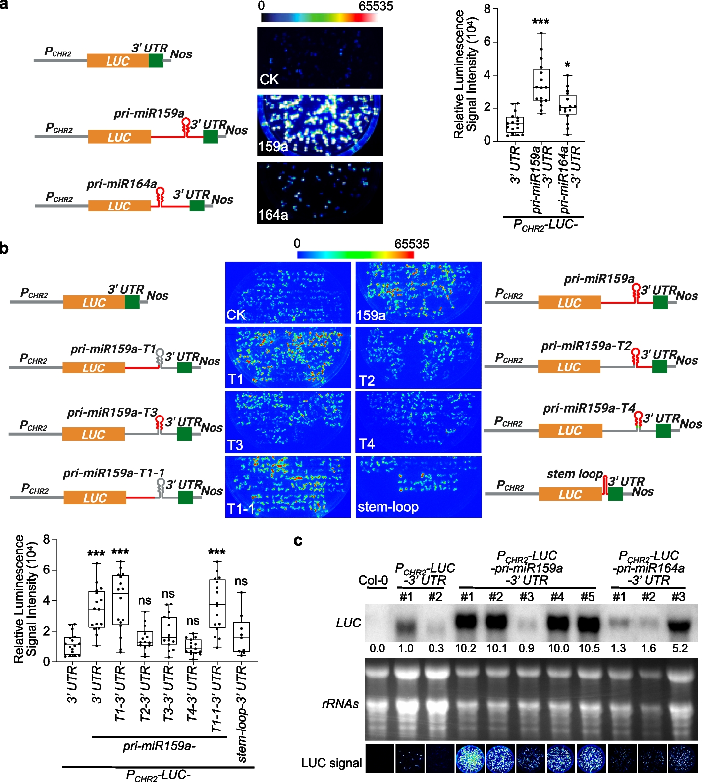 Structured 3′ UTRs destabilize mRNAs in plants