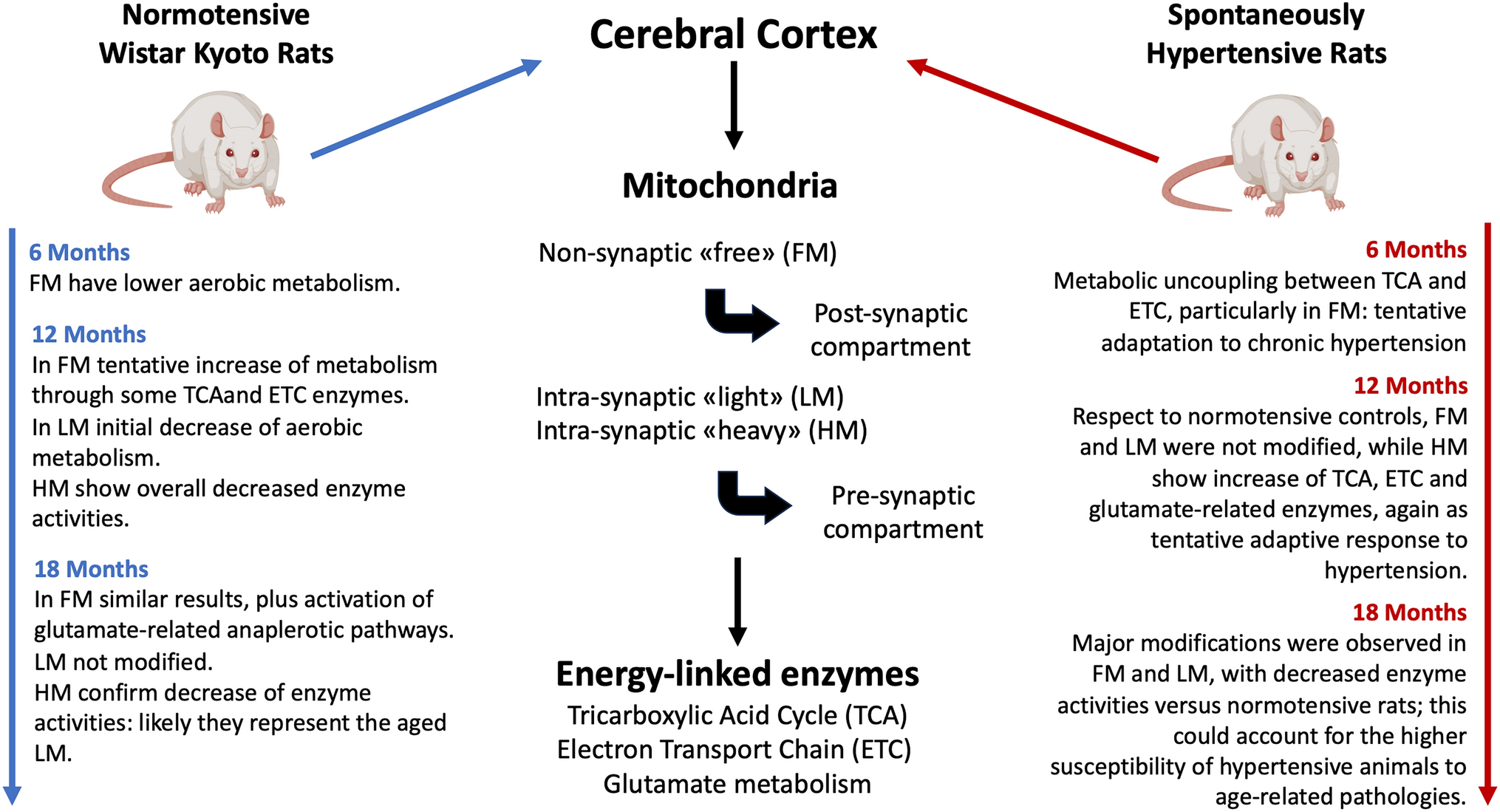 Effects of Chronic Hypertension on the Energy Metabolism of Cerebral Cortex Mitochondria in Normotensive and in Spontaneously Hypertensive Rats During Aging