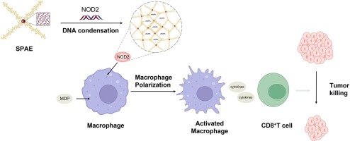 Efficient gene delivery by multifunctional star poly (β-amino ester)s into difficult-to-transfect macrophages for M1 polarization