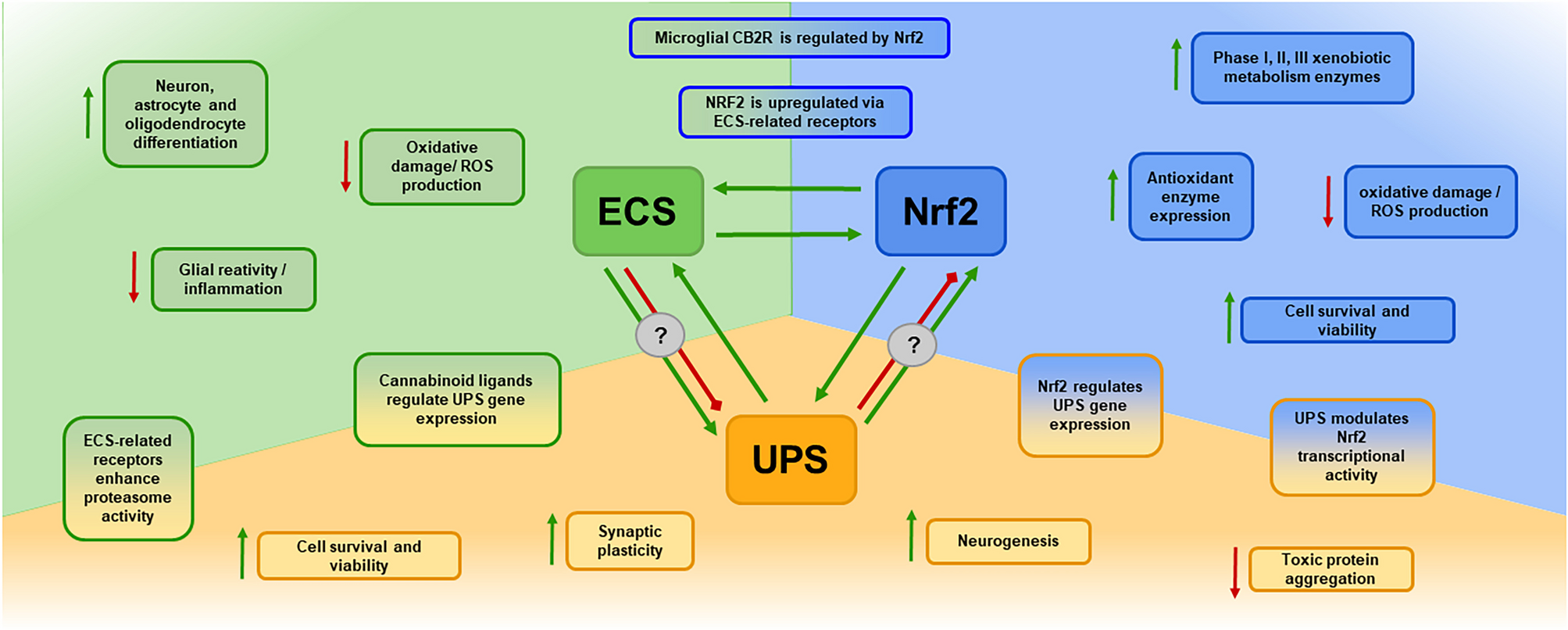 Interactions Between the Ubiquitin–Proteasome System, Nrf2, and the Cannabinoidome as Protective Strategies to Combat Neurodegeneration: Review on Experimental Evidence