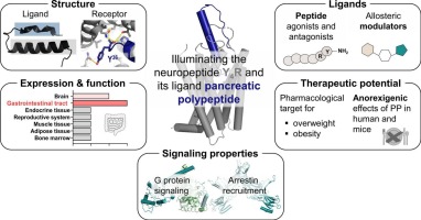 Illuminating the neuropeptide Y4 receptor and its ligand pancreatic polypeptide from a structural, functional, and therapeutic perspective
