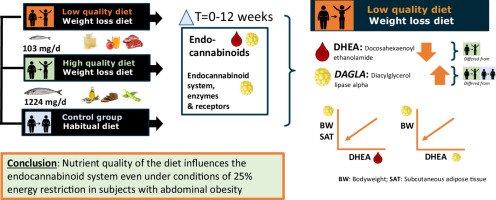 Nutrient composition of different energy-restricted diets determines plasma endocannabinoid profiles and adipose tissue DAGL-α expression; a 12-week randomized controlled trial in subjects with abdominal obesity