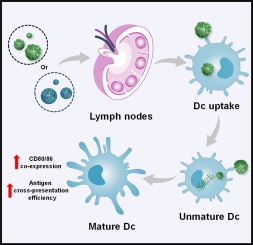 β-glucan-modified nanoparticles with different particle sizes exhibit different lymphatic targeting efficiencies and adjuvant effects