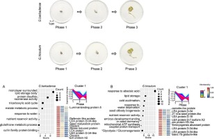 Comparative proteomic analysis of seed germination between allotetraploid cotton Gossypium hirsutum and Gossypium barbadense