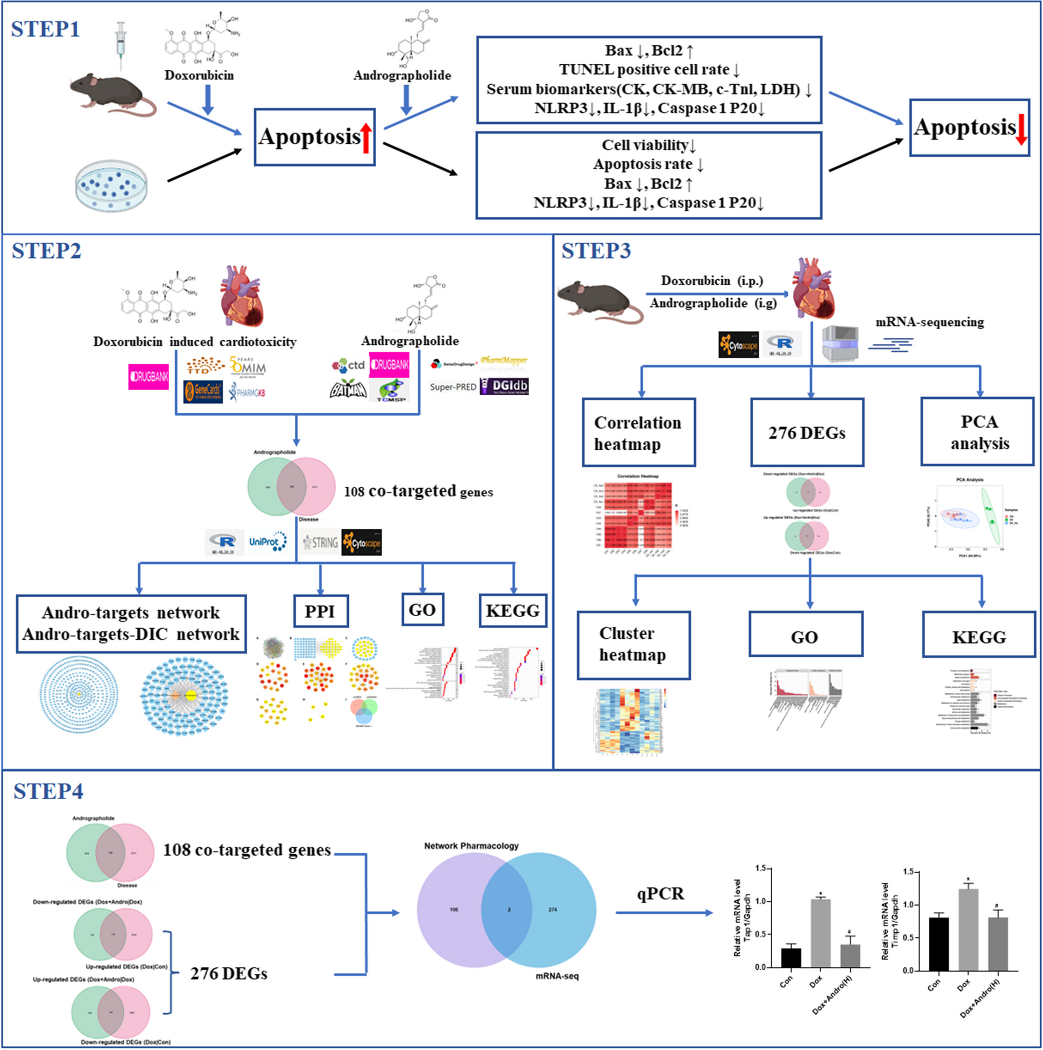 An Integrated Network Pharmacology and RNA-seq Approach for Exploring the Protective Effect of Andrographolide in Doxorubicin-Induced Cardiotoxicity