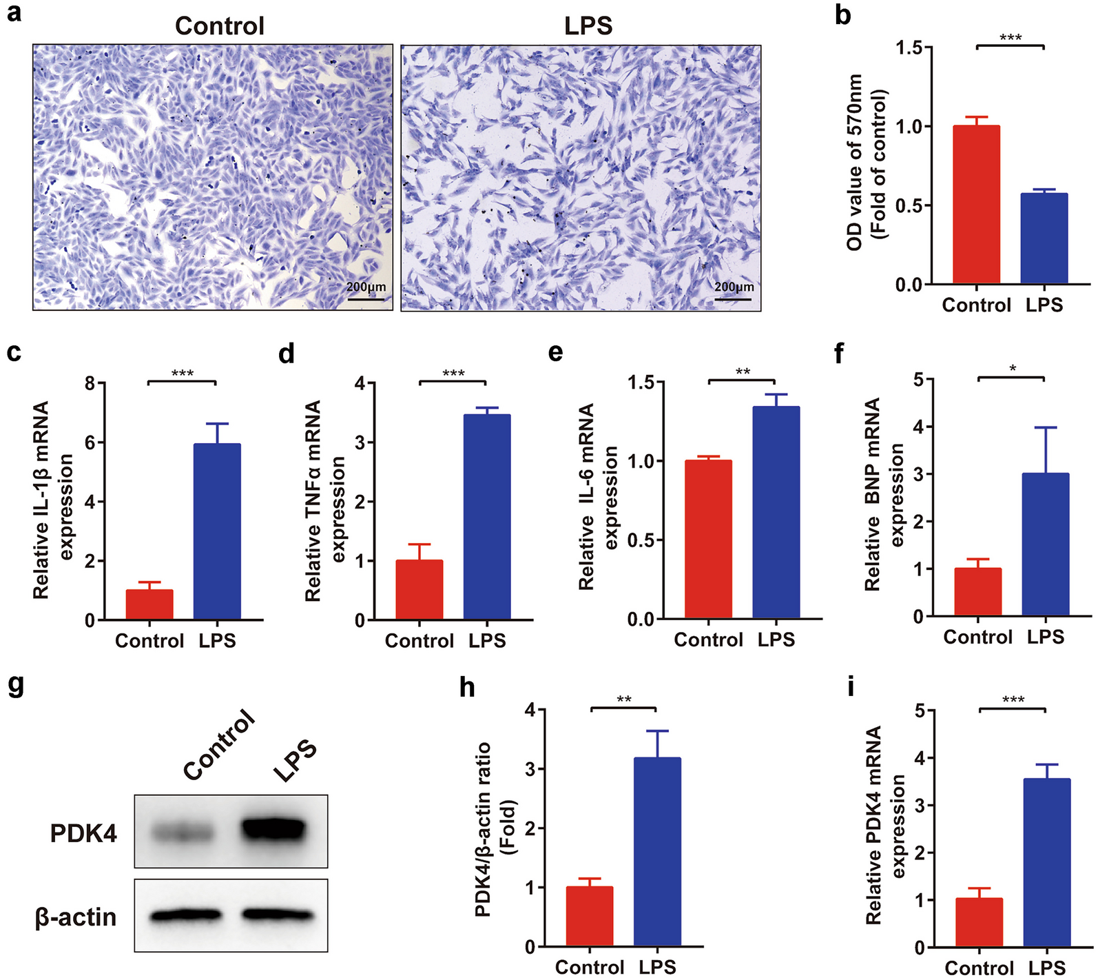 Inhibition of Pyruvate Dehydrogenase Kinase 4 Protects Cardiomyocytes from lipopolysaccharide-Induced Mitochondrial Damage by Reducing Lactate Accumulation