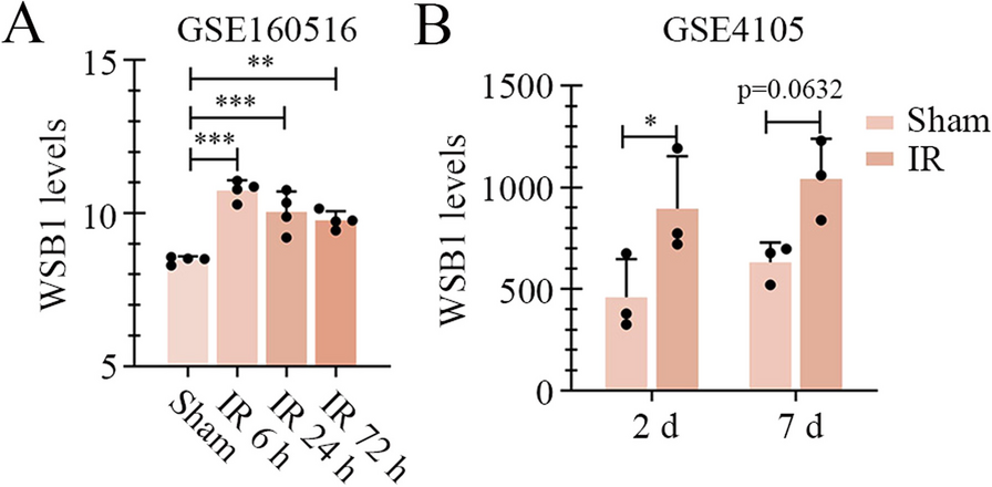 WSB1, as an E3 ligase, restrains myocardial ischemia–reperfusion injury by activating β-catenin signaling via promoting GSK3β ubiquitination