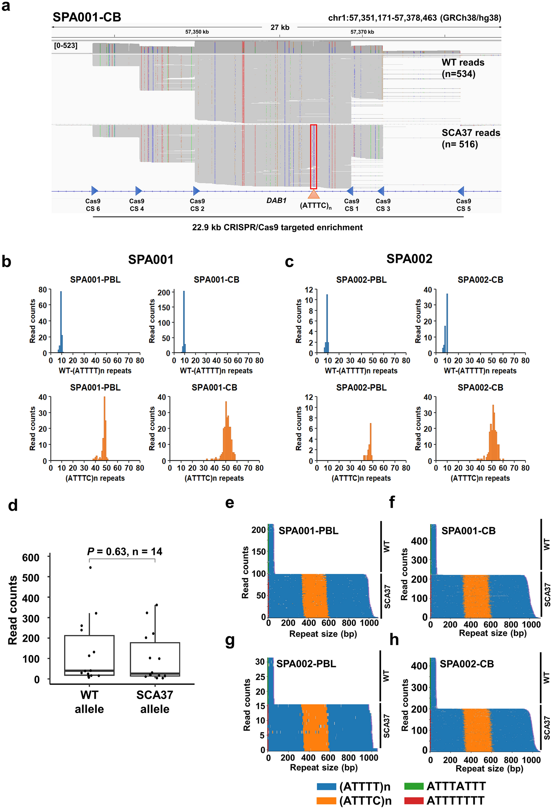 Novel genotype–phenotype correlations, differential cerebellar allele-specific methylation, and a common origin of the (ATTTC)n insertion in spinocerebellar ataxia type 37