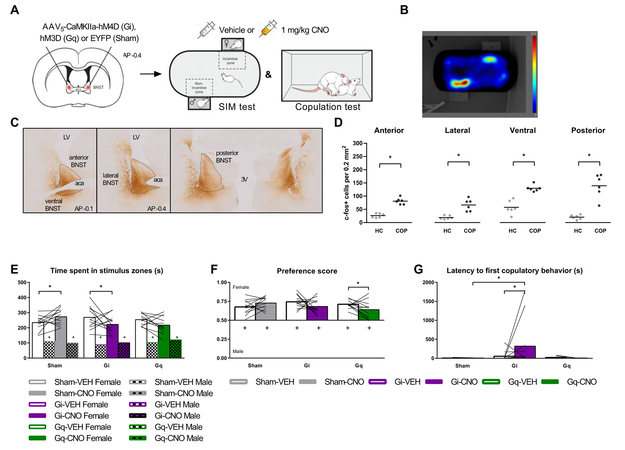 CaMKIIa+ neurons in the bed nucleus of the stria terminalis modulate pace of natural reward seeking depending on internal state