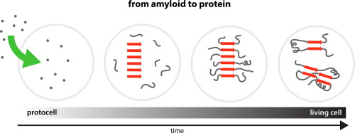 Short Peptide Amyloids Are a Potential Sequence Pool for the Emergence of Proteins