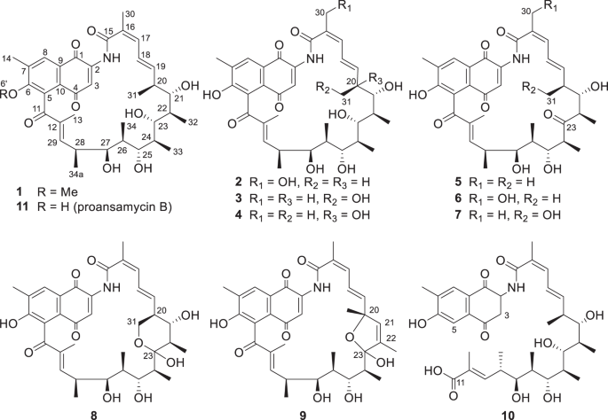 Proansamycin B derivatives from the post-PKS modification gene deletion mutant of Amycolatopsis mediterranei S699