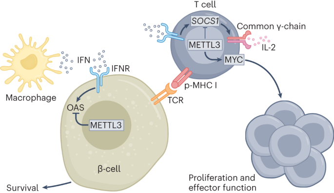 METTL3 restrains autoimmunity in β-cells