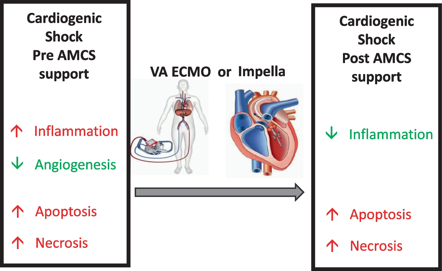 Circulating Proteome Analysis Identifies Reduced Inflammation After Initiation of Hemodynamic Support with Either Veno-Arterial Extracorporeal Membrane Oxygenation or Impella in Patients with Cardiogenic Shock