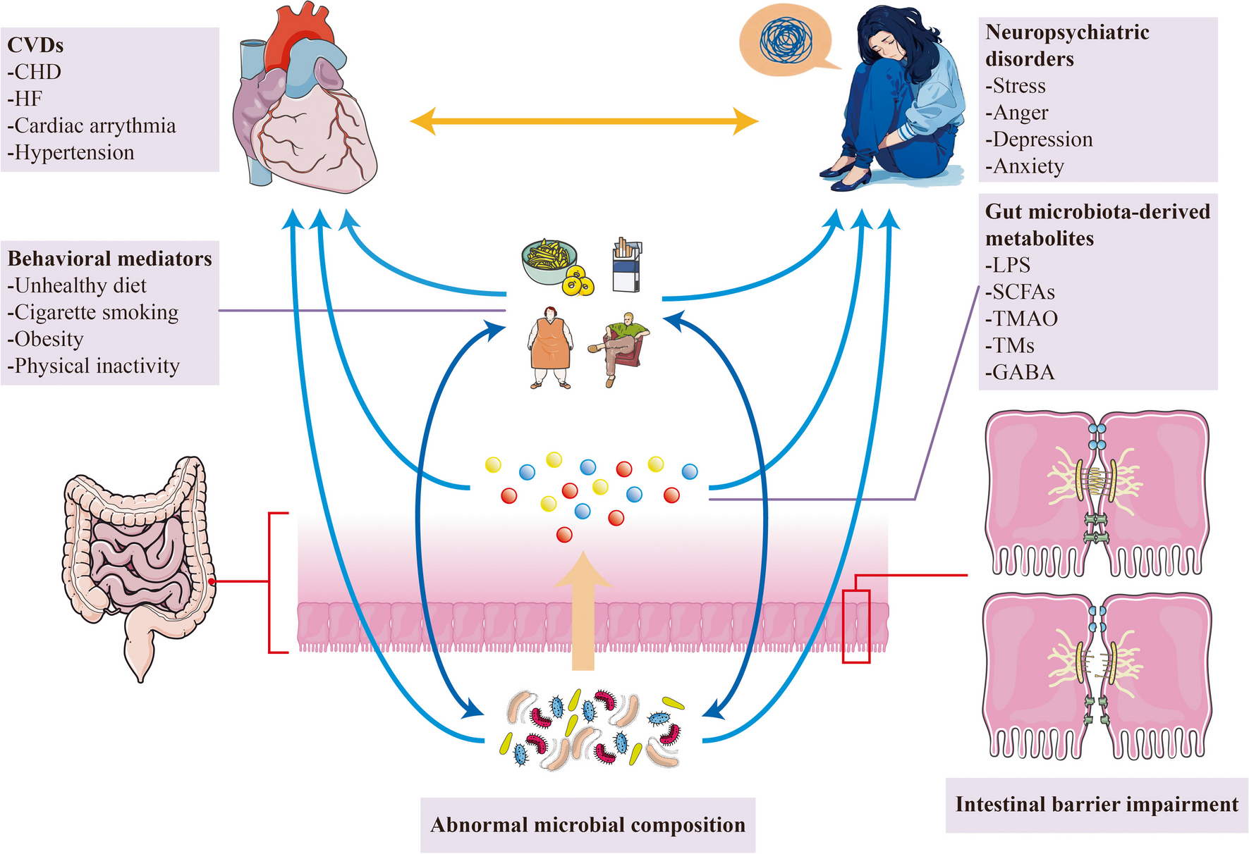 Gut microbiota connects the brain and the heart: potential mechanisms and clinical implications