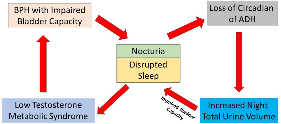 Exploring the complex interplay: BPH, nocturia, and aging male health