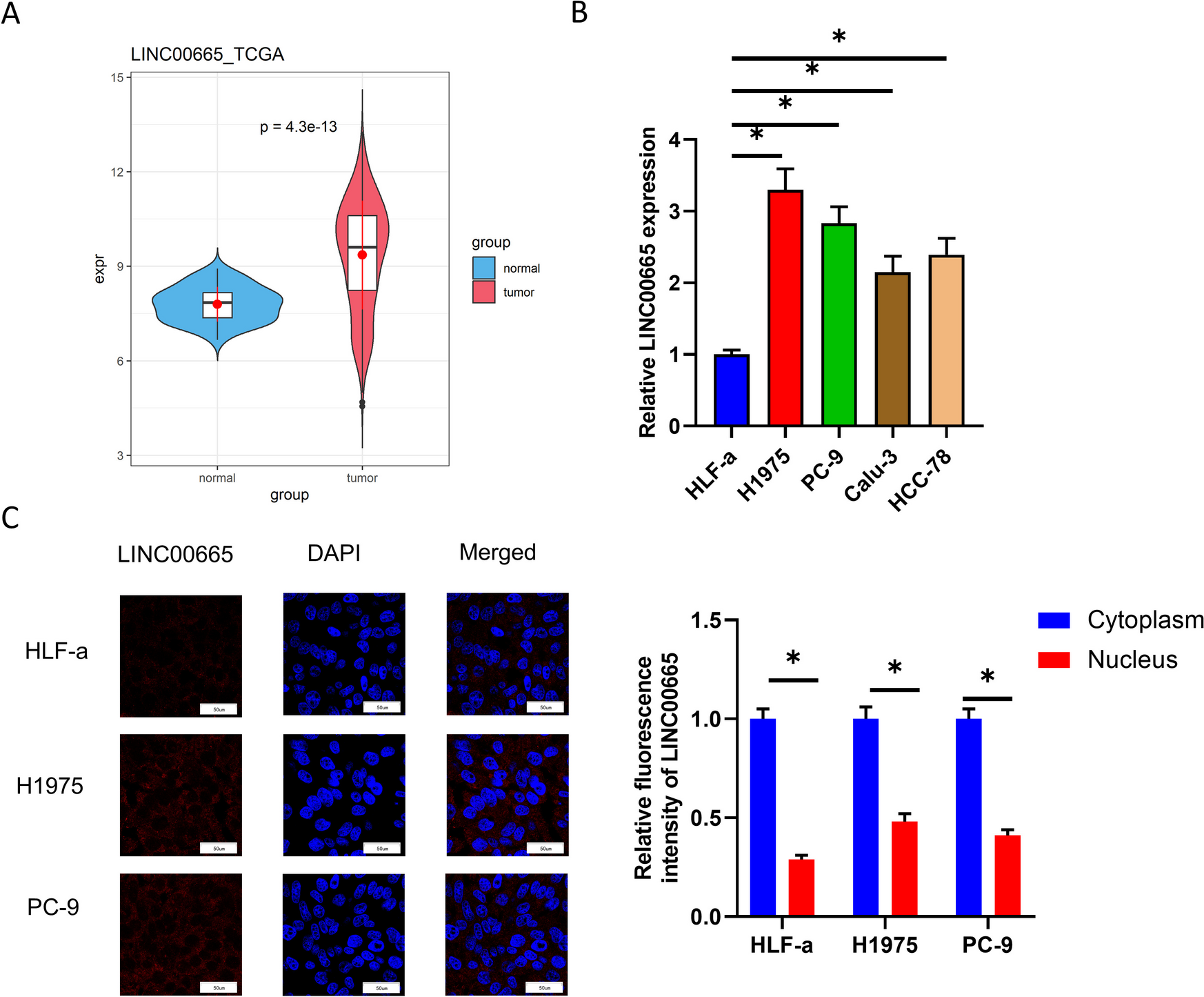 LINC00665 promotes glycolysis in lung adenocarcinoma cells via the let-7c-5p/HMMR axis