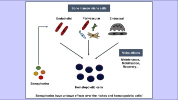Semaphorins and the bone marrow microenvironment: new candidates that influence the hematopoietic system
