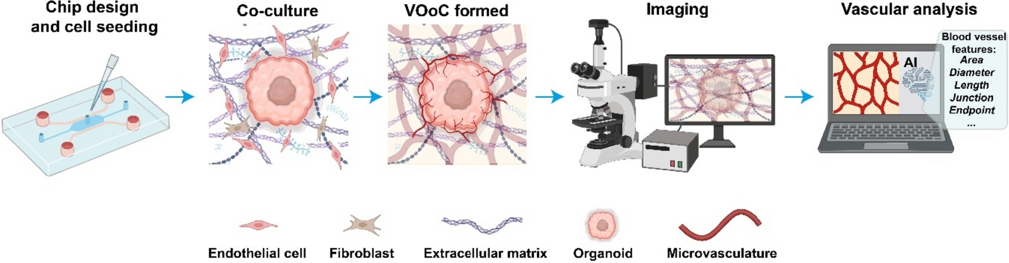 Vascularized organoid-on-a-chip: design, imaging, and analysis