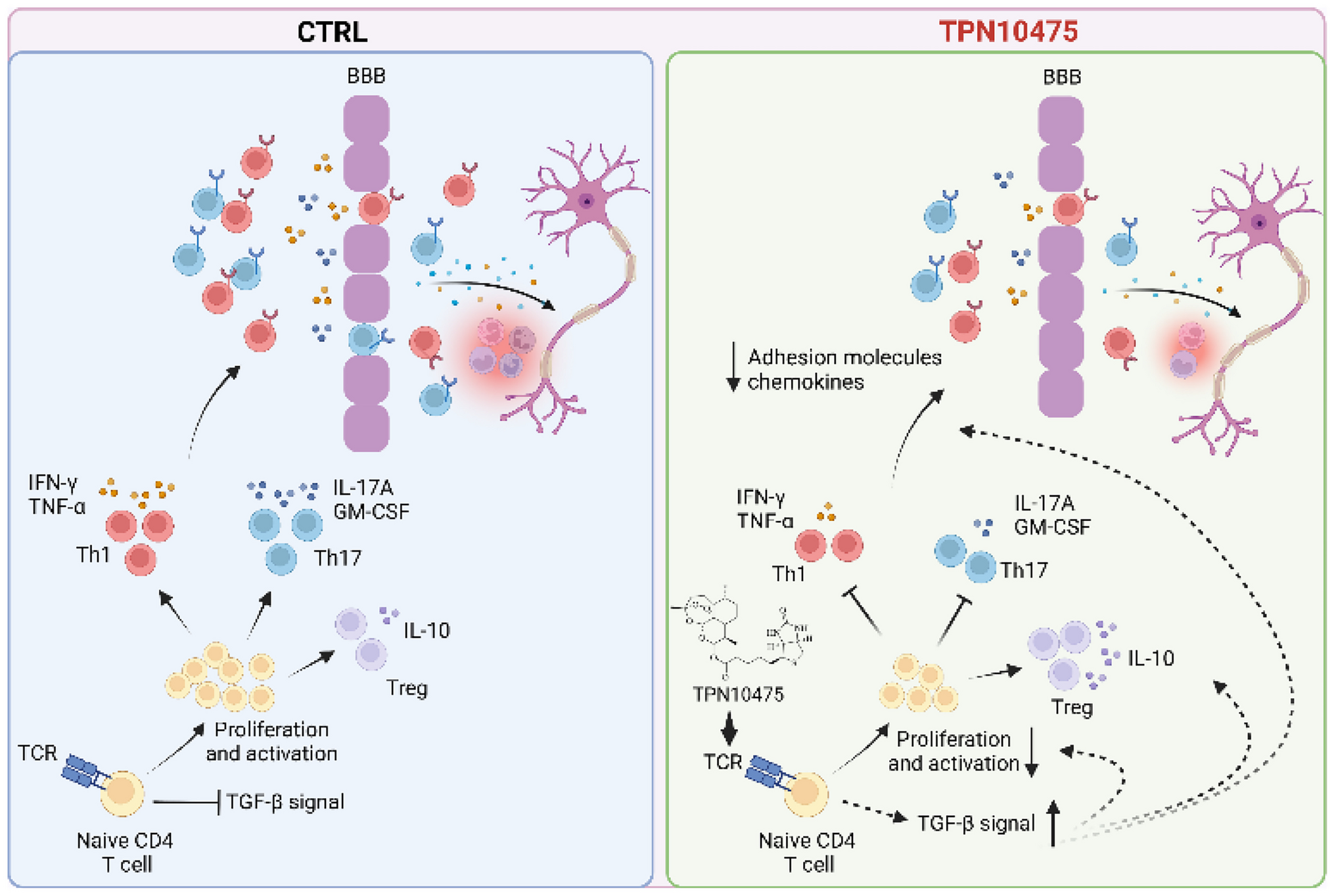 TPN10475 Constrains Effector T Lymphocytes Activation and Attenuates Experimental Autoimmune Encephalomyelitis Pathogenesis by Facilitating TGF-β Signal Transduction
