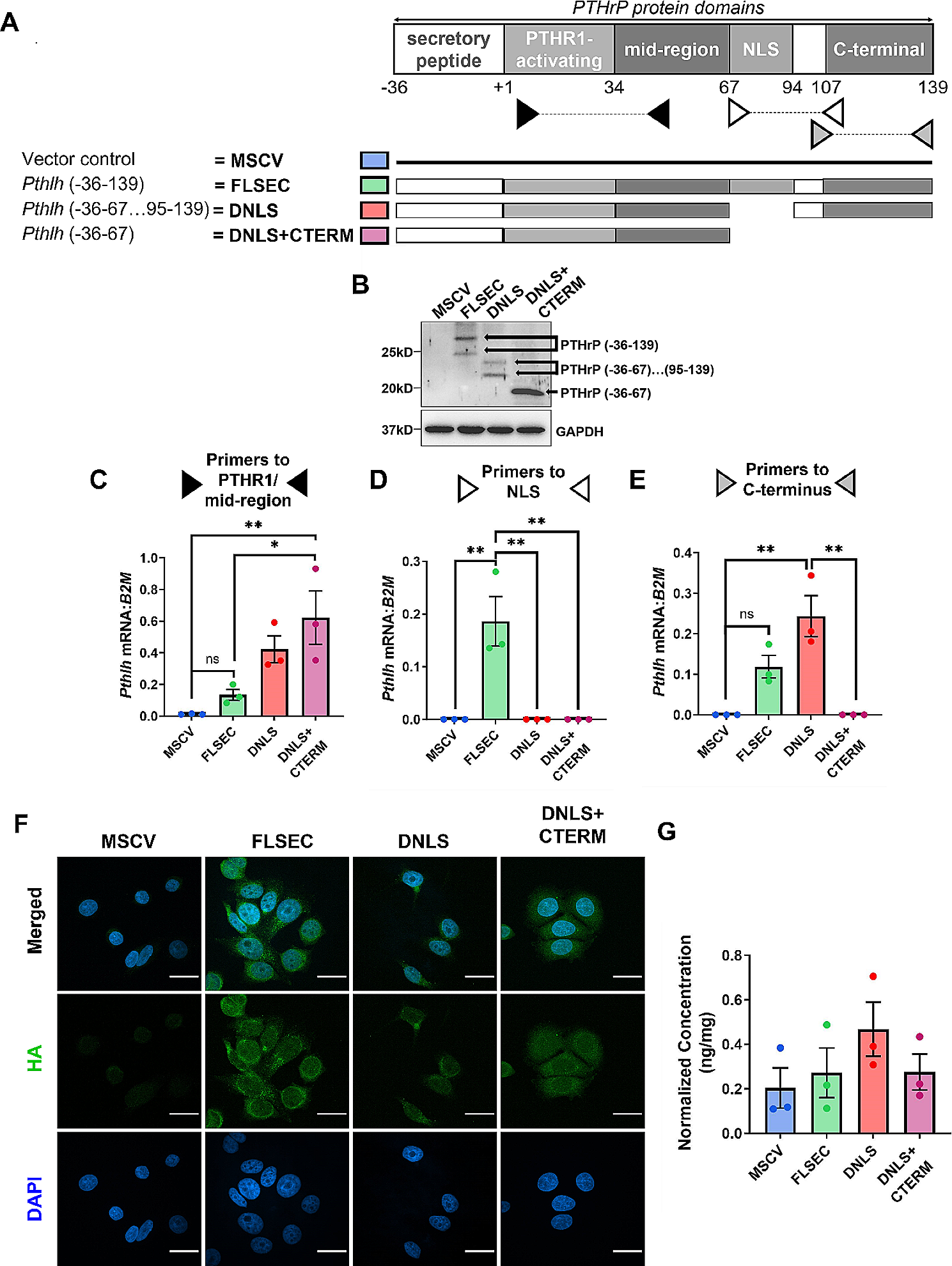 PTHrP intracrine actions divergently influence breast cancer growth through p27 and LIFR