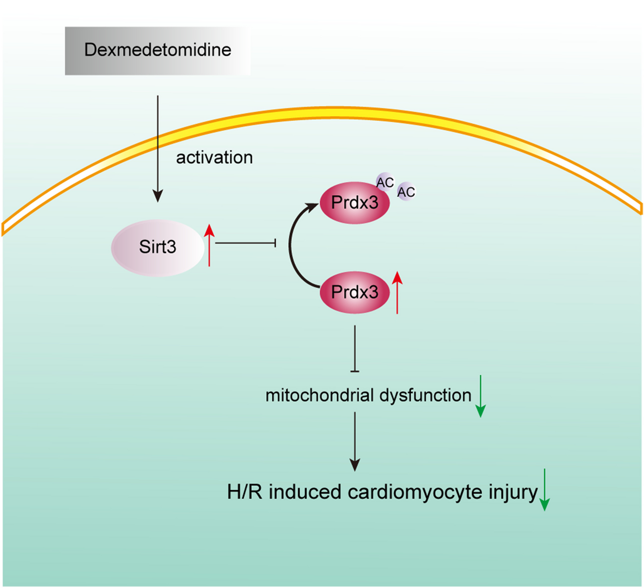 Dexmedetomidine alleviates Hypoxia/reoxygenation-induced mitochondrial dysfunction in cardiomyocytes via activation of Sirt3/Prdx3 pathway