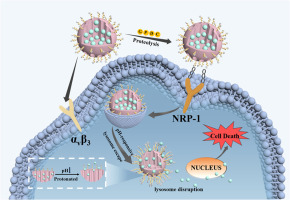 iRGD mediated pH-responsive mesoporous silica enhances drug accumulation in tumors