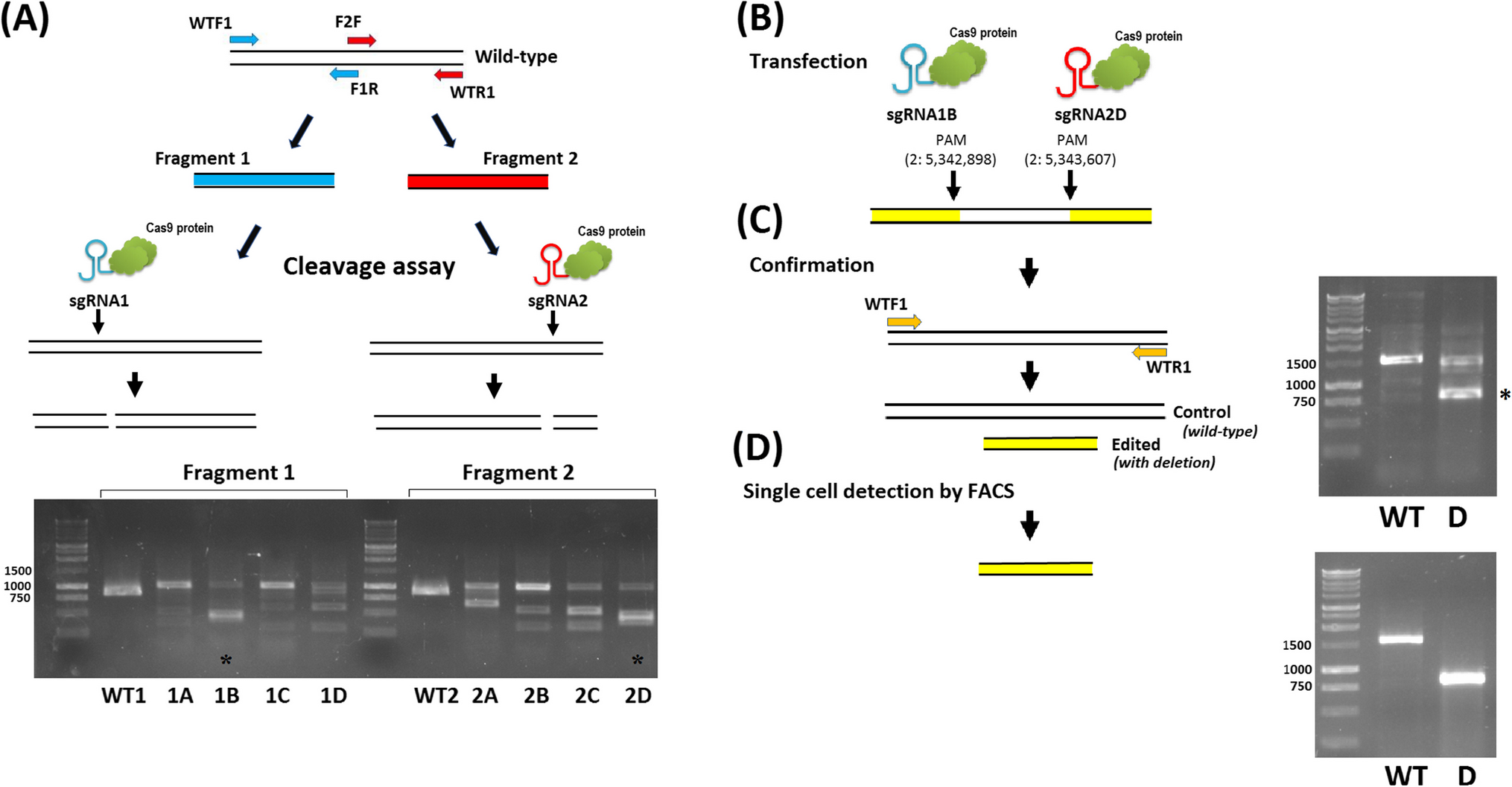 Establishment of a cloning-free CRISPR/Cas9 protocol to generate large deletions in the bovine MDBK cell line
