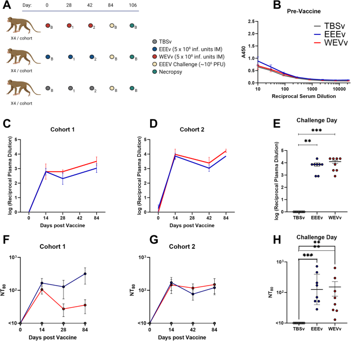 MVA-based vaccines are protective against lethal eastern equine encephalitis virus aerosol challenge in cynomolgus macaques