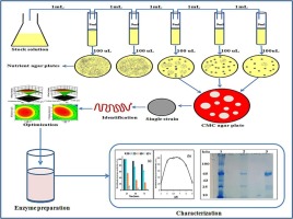 Enhancement of cellulase production by cellulolytic bacteria SB125 in submerged fermentation medium and biochemical characterization of the enzyme
